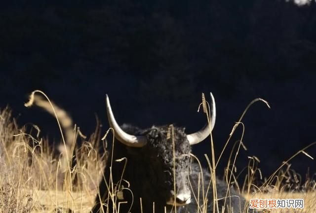 稻城亚丁一个无限接近天堂的地方