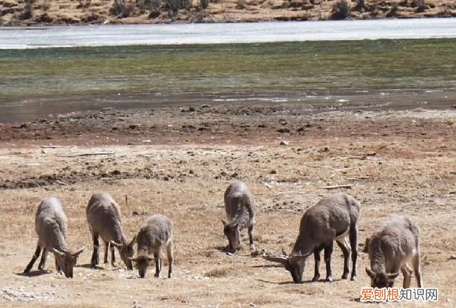 稻城亚丁一个无限接近天堂的地方