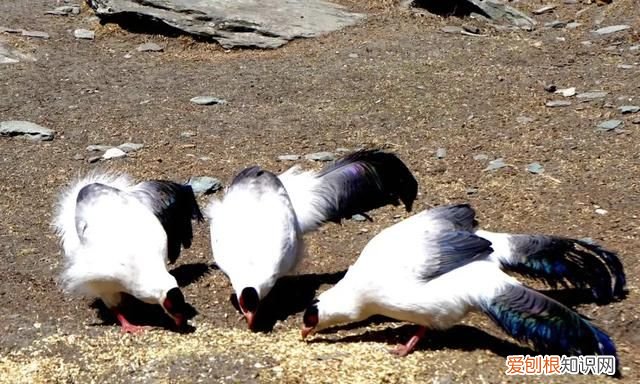 稻城亚丁一个无限接近天堂的地方