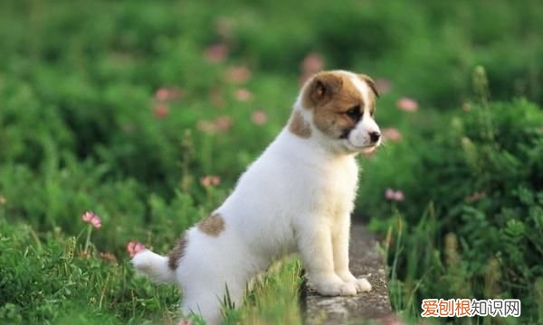 狗连主人都咬是为什么,动狗狗的窝为什么主人都会咬