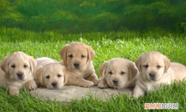 狗连主人都咬是为什么,动狗狗的窝为什么主人都会咬