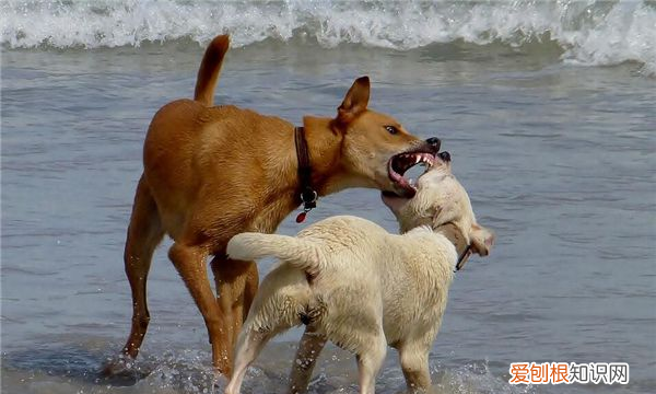 狗连主人都咬是为什么，动狗狗的窝为什么主人都会咬