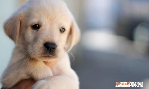 狗连主人都咬是为什么,动狗狗的窝为什么主人都会咬