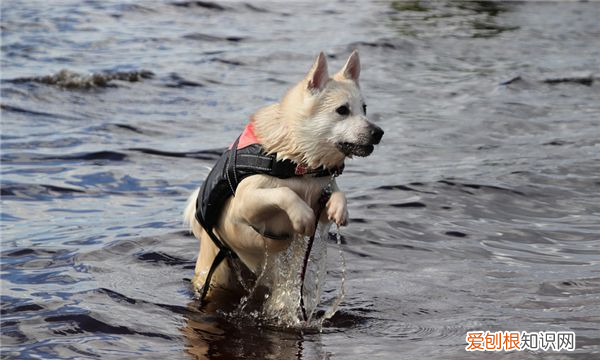狗连主人都咬是为什么，动狗狗的窝为什么主人都会咬