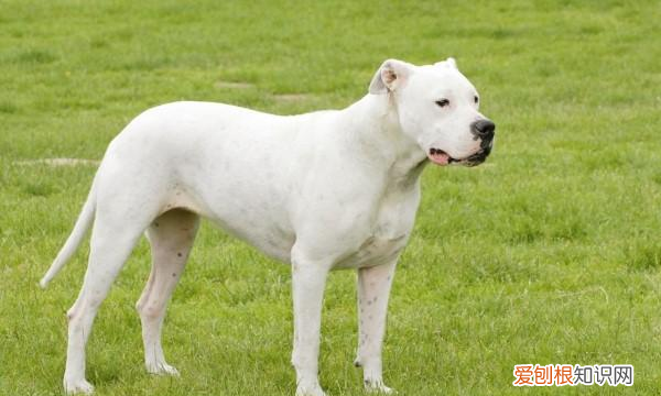 狗连主人都咬是为什么,动狗狗的窝为什么主人都会咬