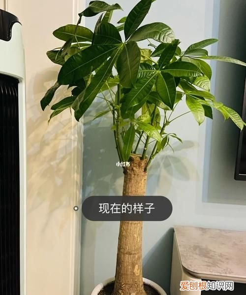 养金鱼的水浇花好,金鱼水可以浇发财树的盆景