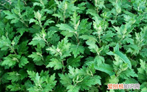 哪些人群不适应艾草泡脚正确方法