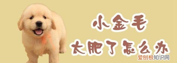 金毛太臭了怎么办，金毛太胖了怎么减肥