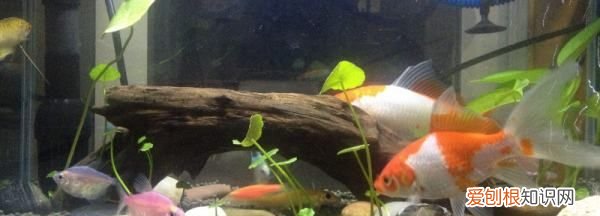 能用养鱼的水浇花,养鱼的水可以用来浇花吗?