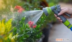 能用养鱼的水浇花，养鱼的水可以用来浇花吗?