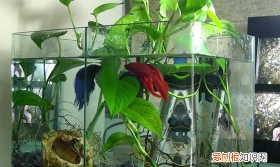 能用养鱼的水浇花,养鱼的水可以用来浇花吗?