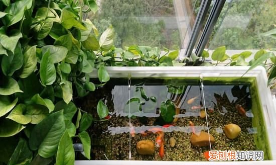 能用养鱼的水浇花,养鱼的水可以用来浇花吗?