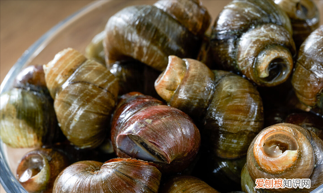 洗田螺的吐沙正确方法