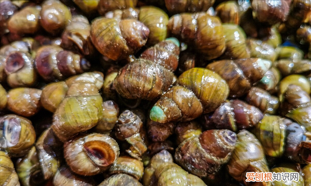 洗田螺的吐沙正确方法