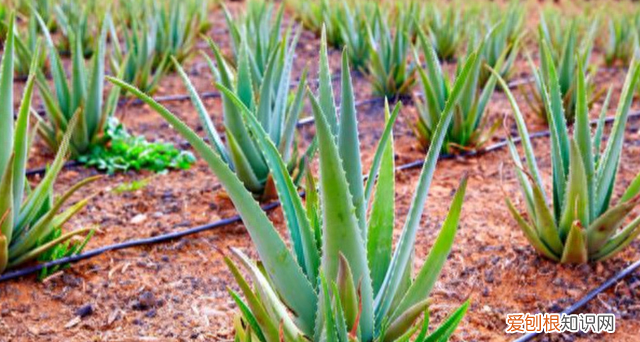 芦荟花养在室内的功效,哪些芦荟可以净化空气