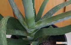 芦荟花养在室内的功效,哪些芦荟可以净化空气