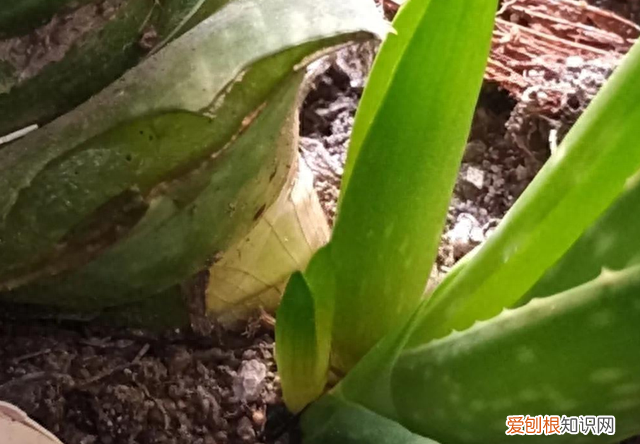 芦荟花养在室内的功效,哪些芦荟可以净化空气