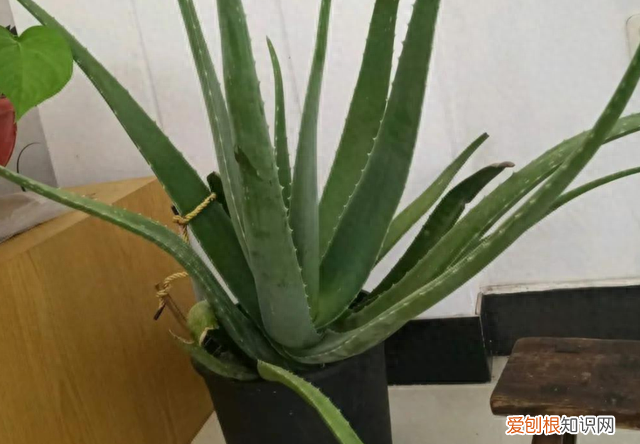 芦荟花养在室内的功效,哪些芦荟可以净化空气