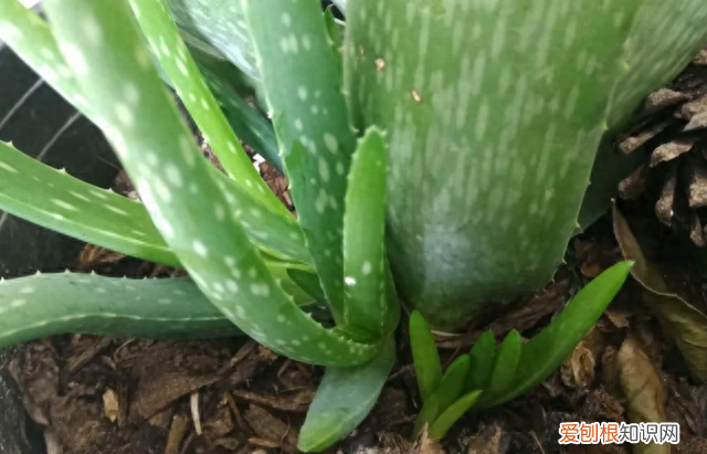 芦荟花养在室内的功效,哪些芦荟可以净化空气