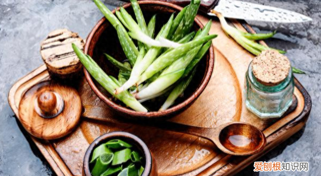 芦荟花养在室内的功效,哪些芦荟可以净化空气