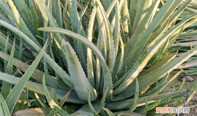 芦荟花养在室内的功效,哪些芦荟可以净化空气