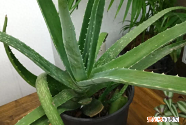芦荟花养在室内的功效,哪些芦荟可以净化空气