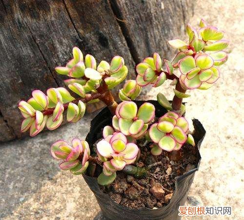 雅乐之舞好养，雅乐之舞怎么养才变红