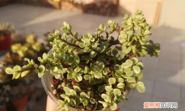 雅乐之舞好养,雅乐之舞怎么养才变红