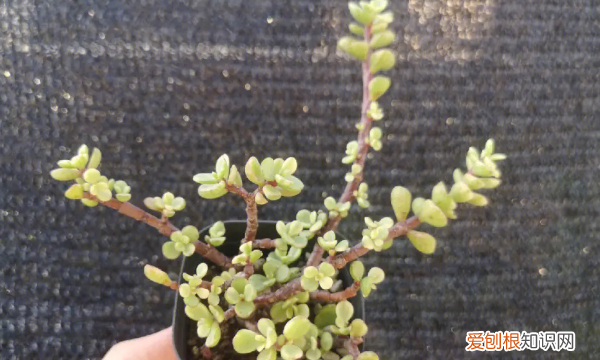 雅乐之舞好养,雅乐之舞怎么养才变红