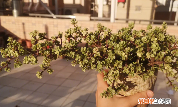 雅乐之舞好养,雅乐之舞怎么养才变红