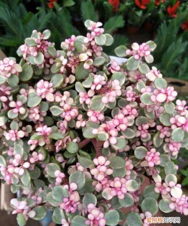 雅乐之舞好养,雅乐之舞怎么养才变红