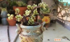 雅乐之舞好养，雅乐之舞怎么养才变红