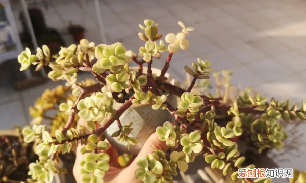 雅乐之舞好养,雅乐之舞怎么养才变红