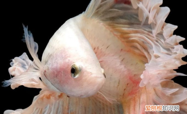 为什么家里不要养斗鱼，为什么家里不能养斗鱼风水不好吗