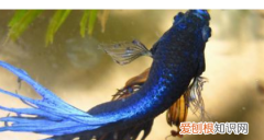 为什么家里不要养斗鱼，为什么家里不能养斗鱼风水不好吗