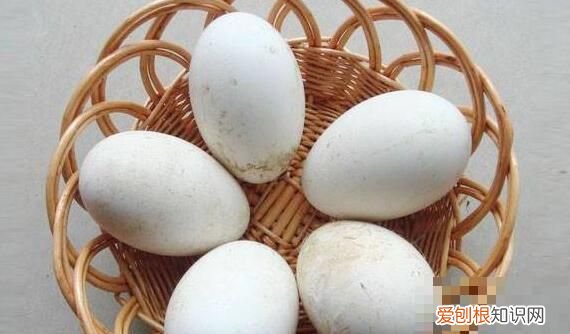 吃鹅蛋不能吃什么,鹅蛋可以和什么食物一起吃
