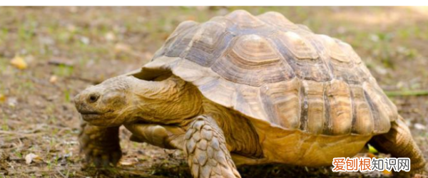 乌龟多久换一次壳,乌龟换壳要多久时间