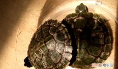 乌龟多久换一次壳，乌龟换壳要多久时间