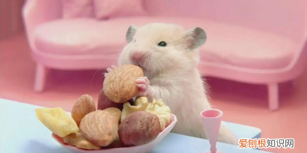 买了两只仓鼠怎么办,仓鼠打架怎么办 没有第二个笼子