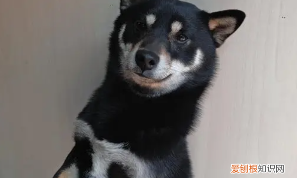 为什么有的柴犬下巴是黑的，柴犬的底毛为什么是黑灰色的图片