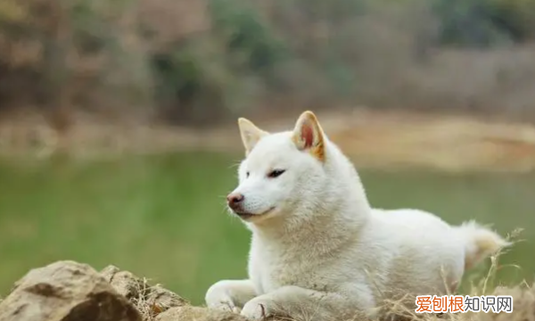 为什么有的柴犬下巴是黑的，柴犬的底毛为什么是黑灰色的图片