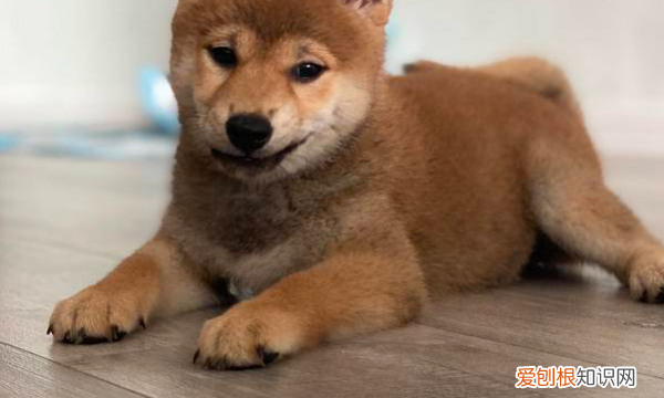 为什么有的柴犬下巴是黑的，柴犬的底毛为什么是黑灰色的图片