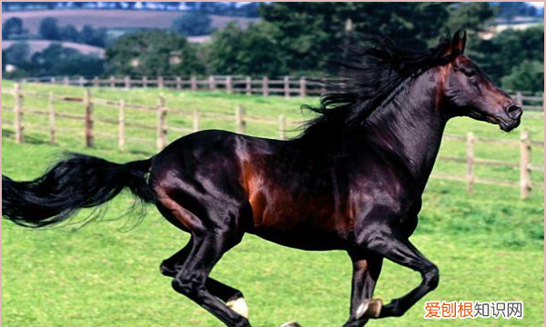 马为什么会飞，马为什么要割蛋蛋呢