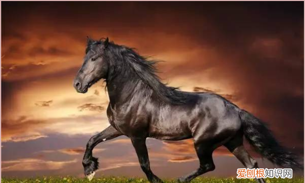 马为什么会飞，马为什么要割蛋蛋呢