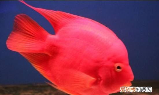 鹦鹉鱼趴缸躲角落是什么原因