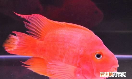 鹦鹉鱼趴缸躲角落是什么原因