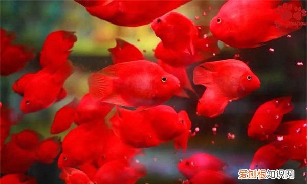 鹦鹉鱼趴缸躲角落是什么原因