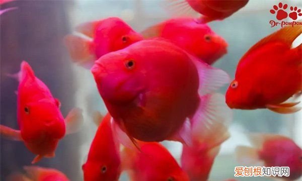 鹦鹉鱼趴缸躲角落是什么原因