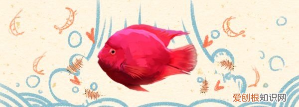 鹦鹉鱼需要灯光吗，鹦鹉鱼用什么颜色的灯