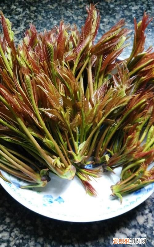 香椿树的嫩芽为什么能吃,夏天香椿树上的嫩芽能吃吗